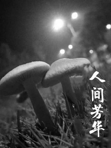 人间芳菲尽歌曲